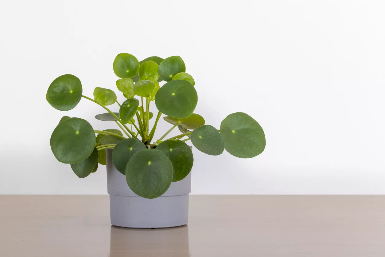 Pet-Safe Plants For Improved Indoor Air Quality | Sierra Air Conditioning  And Plumbing